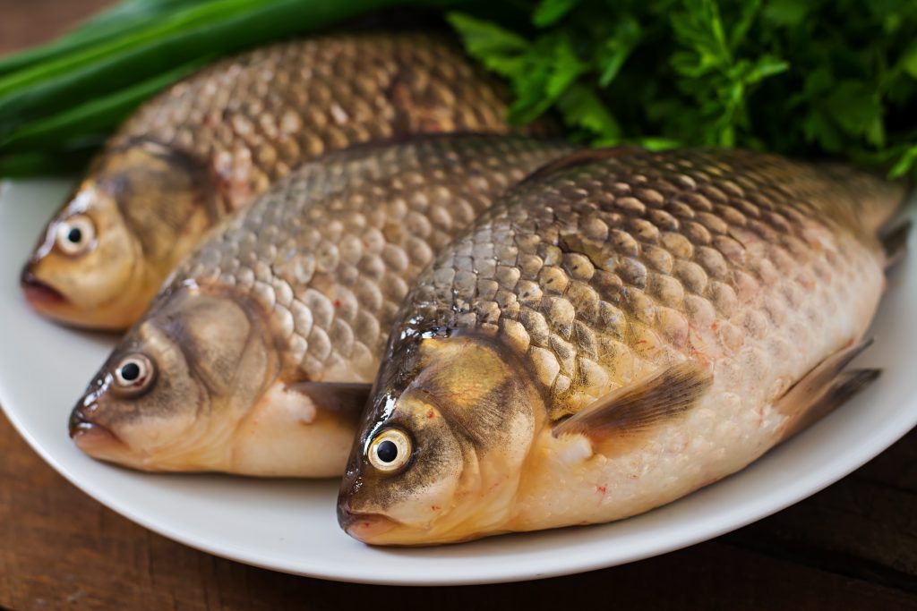 budidaya ikan gurame
