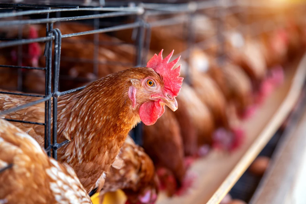 bisnis ayam potong