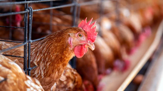 Peluang Bisnis Ayam Potong yang Menjanjikan di Indonesia