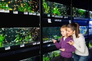 Aplikasi Kasir Toko Aquarium Terbaik